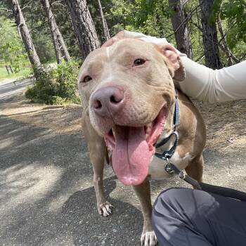 Rescue Pit Bull Terrier Dogs for Adoption in Lakehead, California - Adidas | PetCurious