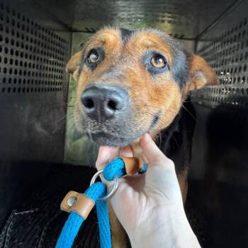 Shepherd Dogs Available for Adoption - Phoebe | PetCurious