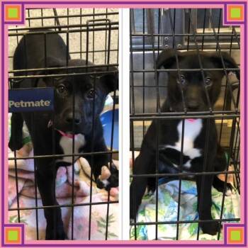 Labrador Retriever Dogs Available for Adoption in Buckhannon, West Virginia - WILLOW | PetCurious