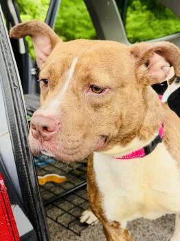 American Staffordshire Terrier Dogs Available for Adoption in East Orange, New Jersey - Snickers | PetCurious
