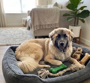**SHATZI** -  Belgian Shepherd Sheepdog Dog for Adoption in North Prairie, Wisconsin - **SHATZI** | PetCurious