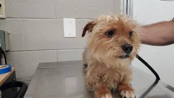PAPRIKA -  Cairn Terrier Dog for Adoption in Aurora, Illinois - PAPRIKA | PetCurious