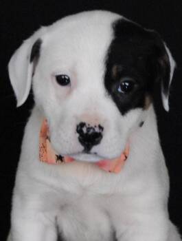 Terrier and Beagle Dogs Available for Adoption - Ethel | PetCurious