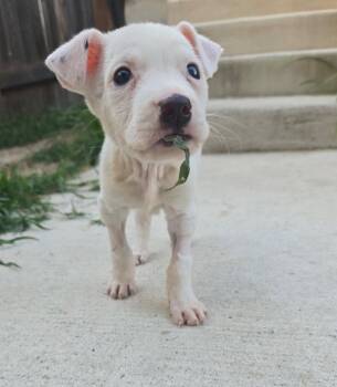 Tortilla -  Pit Bull Terrier Dog for Adoption in Austin, Texas - Tortilla | PetCurious