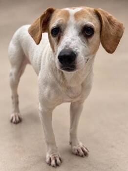 Blitzen -  Mixed Breed Dog for Adoption in Gulfport, Mississippi - Blitzen | PetCurious