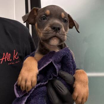 Smalls -  Terrier Dog for Adoption in Abilene, Texas - Smalls | PetCurious
