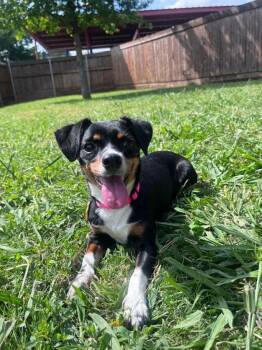 Chihuahua Dogs Available for Adoption in Plano, Texas - Twiggy A216796 | PetCurious