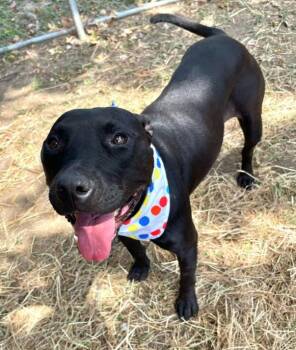 MAMAS -  Pit Bull Terrier and Labrador Retriever Dog for Adoption in Tulsa, Oklahoma - MAMAS | PetCurious