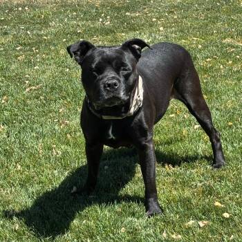 Charlotte -  Mixed Breed Dog for Adoption in Medford, Oregon - Charlotte | PetCurious