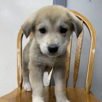 Rescue Great Pyrenees and Mixed Breed Dogs for Adoption in Spokane, Washington - White Tie | PetCurious