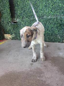 Pit Bull Terrier and Mixed Breed Dogs Available for Adoption - 60743066 | PetCurious