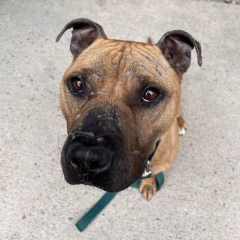 Cue -  Mixed Breed Dog Available for Adoption in Fairport, New York - Cue | PetCurious