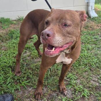 Savannah -  Mixed Breed Dog Available for Adoption in Lake Panasoffkee, Florida - Savannah | PetCurious