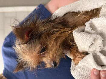 BACK BR 2 -  Yorkshire Terrier Dog for Adoption in Dallas, Texas - BACK BR 2 | PetCurious
