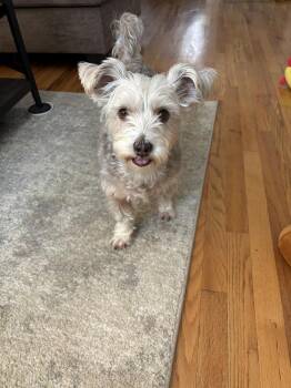 Piper -  Terrier Dog for Adoption in Wayne, New Jersey - Piper | PetCurious