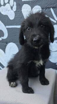 Brooke (B Squad) -  Labradoodle Dog for Adoption in Brewster, New York - Brooke (B Squad) | PetCurious
