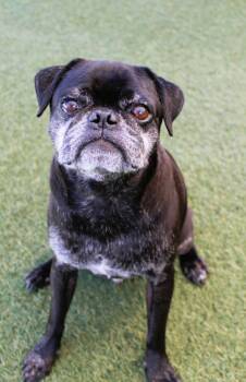 Jacques -  Pug Dog for Adoption in Gardena, California - Jacques | PetCurious