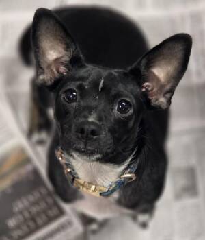 Ruby -  Chihuahua and Dachshund Dog for Adoption in Newport, Kentucky - Ruby | PetCurious
