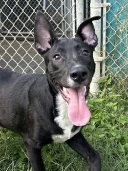 Rescue Shepherd and Mixed Breed Dogs for Adoption in San Antonio, Texas - Mila | PetCurious