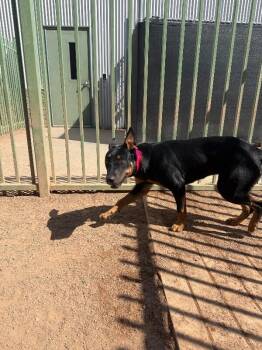 Elia -  Mixed Breed Dog for Adoption in Hobbs, New Mexico - Elia | PetCurious