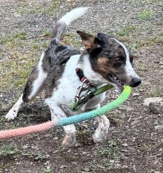 Zeus -  Australian Cattle Dog Blue Heeler Dog for Adoption in Salamanca, New York - Zeus | PetCurious