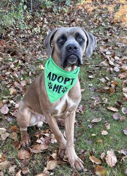 Beamer -  Mastiff and Cane Corso Dog for Adoption in Hazlet, New Jersey - Beamer | PetCurious
