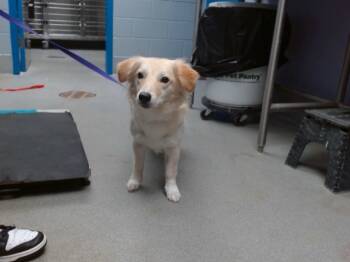 Rescue Cardigan Welsh Corgi and Mixed Breed Dogs for Adoption in Albuquerque, New Mexico - SUMMER | PetCurious