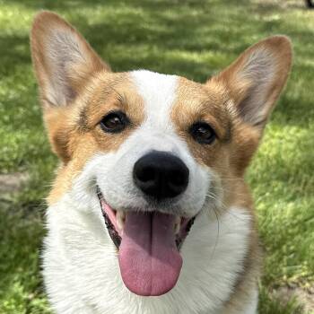 Pembroke Welsh Corgi Dogs Available for Adoption in Auburn, Nebraska - Tater Tot | PetCurious