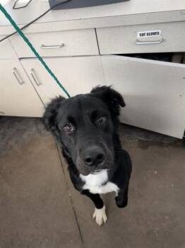 COOPER -  Mixed Breed Dog for Adoption in Dallas, Texas - COOPER | PetCurious