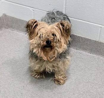 26-372 -  Yorkshire Terrier Dog for Adoption in Lindenhurst, New York - 26-372 | PetCurious