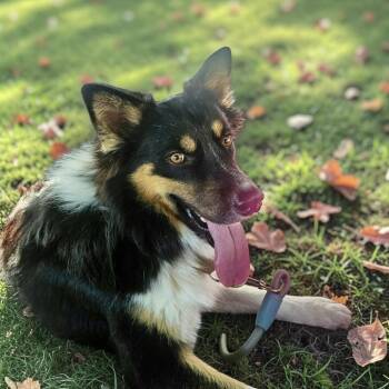 Zoom -  Border Collie and Australian Shepherd Dog for Adoption in Austin, Texas - Zoom | PetCurious