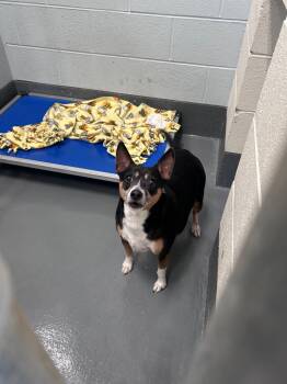 Rescue Chihuahua Dogs for Adoption in Johnson City, Tennessee - Puppy | PetCurious