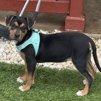 Labrador Retriever Dogs Available for Adoption in Williston, Vermont - Venus | PetCurious
