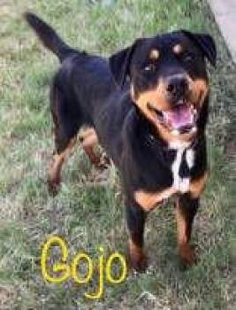 GoJo -  Rottweiler Dog for Adoption in Denton, Texas - GoJo | PetCurious