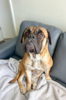 Rescue Mixed Breed Dogs for Adoption in Cincinnati, Ohio - Amaranth | PetCurious