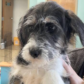 Giant Schnauzer and Mixed Breed Dogs Available for Adoption - Zoey | PetCurious