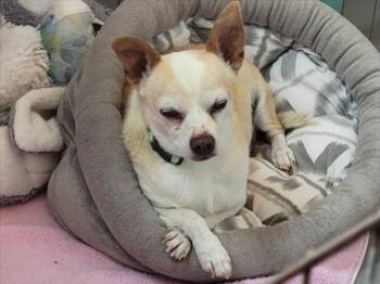 A175872 -  Mixed Breed Dog for Adoption in Santa Fe, New Mexico - A175872 | PetCurious