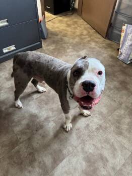 Slinky -  Mixed Breed Dog for Adoption in Springfield, Ohio - Slinky | PetCurious