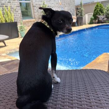 Pete -  Chihuahua Dog for Adoption - Pete | PetCurious