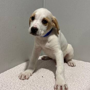 Labrador Retriever and Mixed Breed Dogs Available for Adoption - Baymax | PetCurious