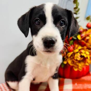 Brooks -  Border Collie Dog for Adoption in Lebanon, Missouri - Brooks | PetCurious