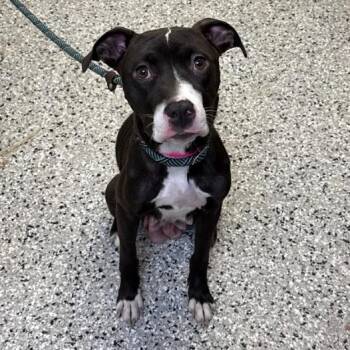 American Staffordshire Terrier and Mixed Breed Dogs Available for Adoption in Hattiesburg, Mississippi - Fawn | PetCurious