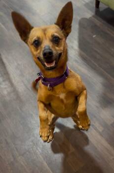 Sophia -  Chihuahua Dog for Adoption - Sophia | PetCurious