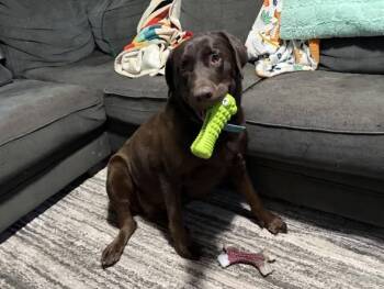 Labrador Retriever Dogs Available for Adoption in Midway, Utah - Rex | PetCurious