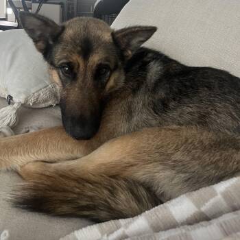 German Shepherd Dog Dogs Available for Adoption - Amour | PetCurious