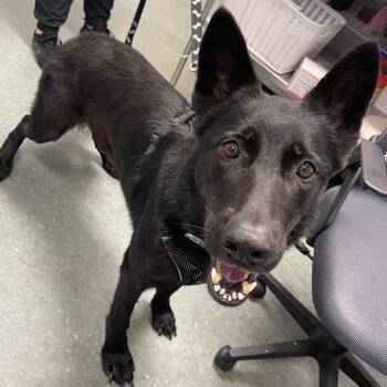 Bubba 2 -  German Shepherd Dog and Mixed Breed Dog for Adoption in Clearwater, Florida - Bubba 2 | PetCurious