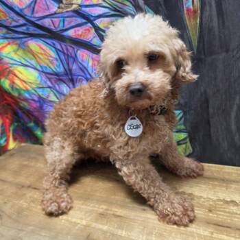 Oscar -  Miniature Poodle Dog for Adoption in Normal, Illinois - Oscar | PetCurious