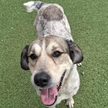 Bluetick Coonhound and Shepherd Dogs Available for Adoption in Hannibal, Missouri - Wendy | PetCurious