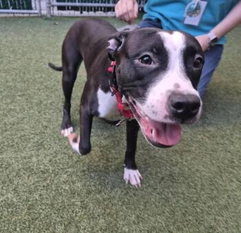 Mercedes -  Mixed Breed Dog for Adoption in New York, New York - Mercedes | PetCurious