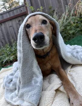Posey - Urgent -  Yellow Labrador Retriever Dog for Adoption in Willits, California - Posey - Urgent | PetCurious